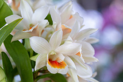 Close-up of white flowering plant