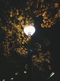 Low angle view of illuminated tree against sky