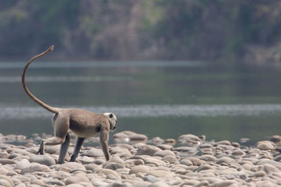 Sheep standing in a lake