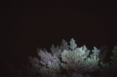 Low angle view of plants against sky at night