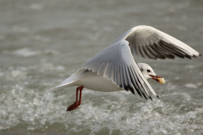 Close-up of seagull flying over water