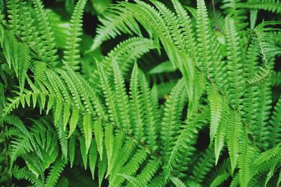 Full frame shot of fern leaves
