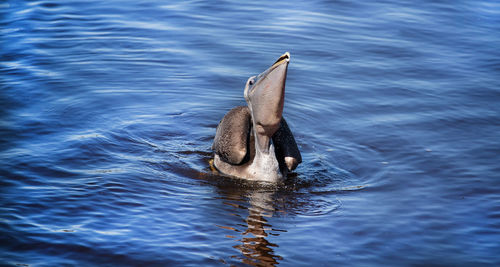 High angle view of bird swimming in water