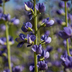 Close-up of purple flowering plants