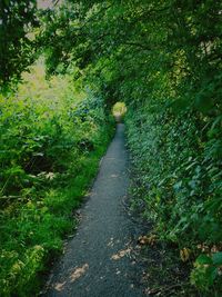 Footpath amidst trees and plants