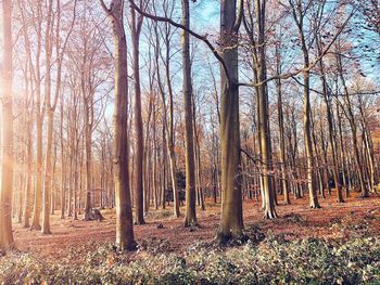 Bare trees in forest
