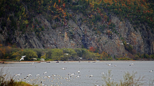 Birds over trees by water