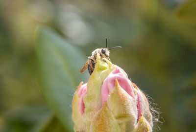 Close-up of insect on flower