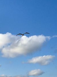Low angle view of bird flying in sky