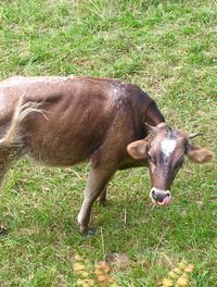 Cow grazing on field