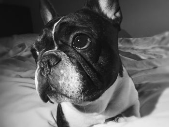 Close-up portrait of dog on bed