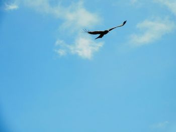 Low angle view of birds flying in sky