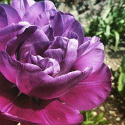 Close-up of purple flowers