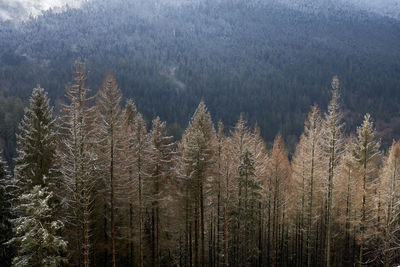 High angle view of pine trees in forest