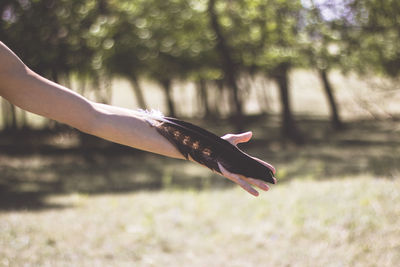 Close-up of hand holding feather against trees