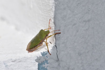 Close-up of insect on snow covered wall