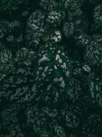 Close-up of flowering plant