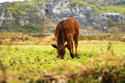 A calf grazing in the field