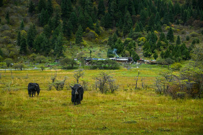 View of sheep in the forest