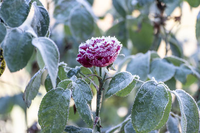 Close-up of purple flowering plant