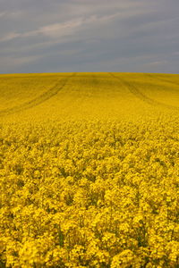 Scenic view of oilseed rape field against sky