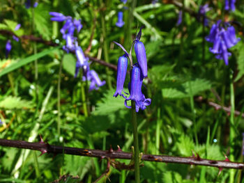 Close-up of bluebells 