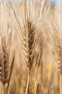 Close-up of stalks in field