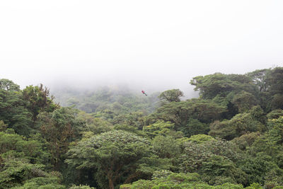 View of trees against sky