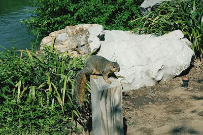 View of squirrel on rock by lake