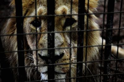 Portrait of cat in cage