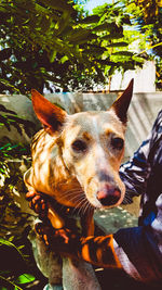 Close-up of a dog