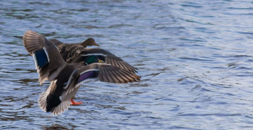 Birds flying over lake