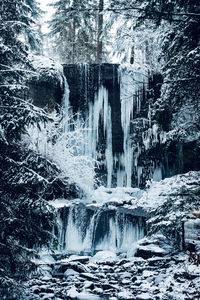 Scenic view of waterfall in forest