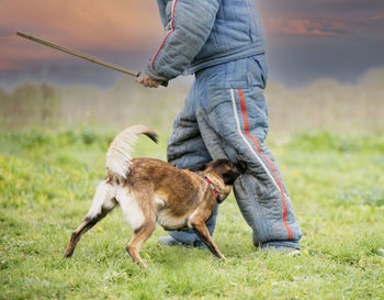 Full length of dog on field