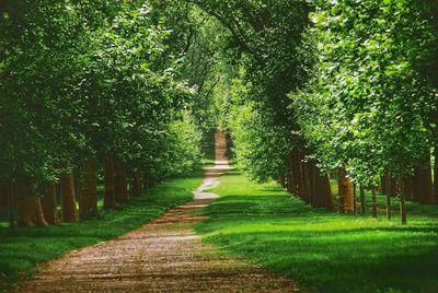 Treelined pathway along trees