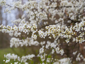 Close-up of white cherry blossoms in spring