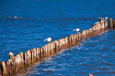 Seagulls perching on wooden post in sea