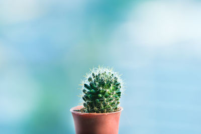 Close-up of potted plant