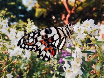 Close-up of butterfly pollinating on flower