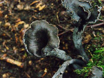 Close-up of fungus growing on plant
