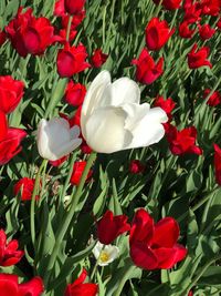 flowering plant