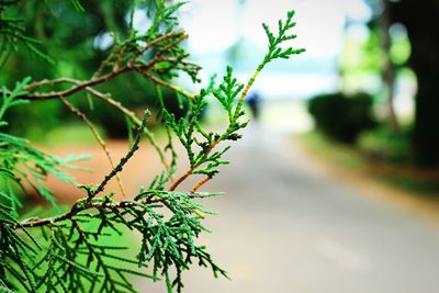 Close-up of fresh plant against sky