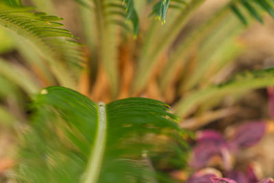 Close-up of plant