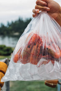 Hand holding up plastic bag of red spot prawns on ice