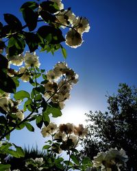 Low angle view of flower tree against clear sky