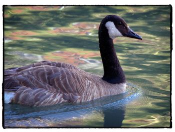 Close-up of swan swimming in lake