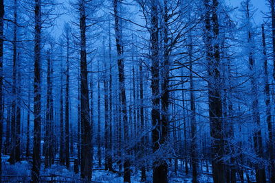 Low angle view of trees in forest