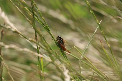 Close-up of insect on plant