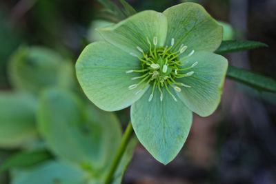 Close-up of flowering plant