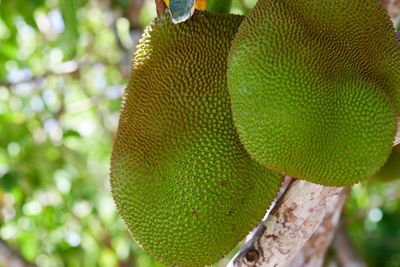 Low angle view of fruits